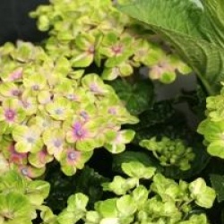 Hydrangea macrophylla Magical Coral � 'Hortmaco'