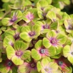 Hydrangea macrophylla Magical Coral � 'Hortmaco'