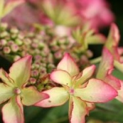 Hydrangea macrophylla 'Selina' �