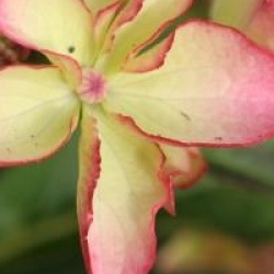 Hydrangea macrophylla 'Selina' �