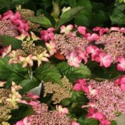 Hydrangea macrophylla 'Selina' �