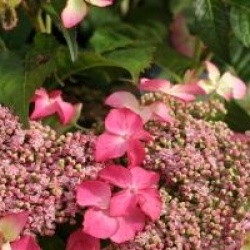 Hydrangea macrophylla 'Selina' �