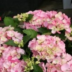 Hydrangea macrophylla Hovaria � 'Sweet Fantasy'