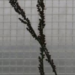 Chondropetalum tectorum