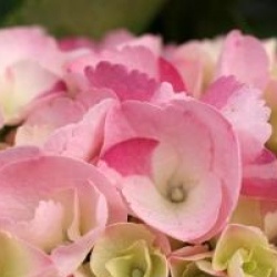 Hydrangea macrophylla Hovaria � 'Sweet Fantasy'