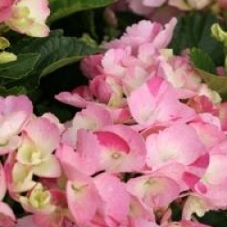 Hydrangea macrophylla Hovaria � 'Sweet Fantasy'