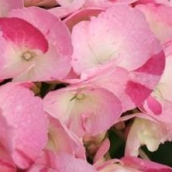 Hydrangea macrophylla Hovaria � 'Sweet Fantasy'
