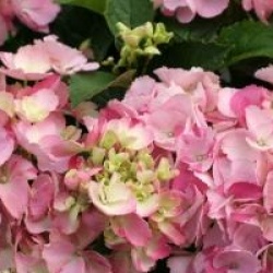 Hydrangea macrophylla Hovaria � 'Sweet Fantasy'