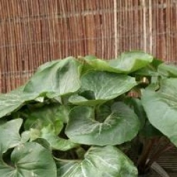 Farfugium japonicum 'Giganteum'