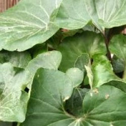 Farfugium japonicum 'Giganteum'