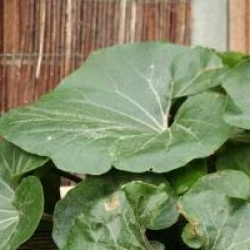 Farfugium japonicum 'Giganteum'