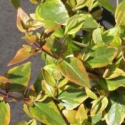 Abelia x grandiflora Mystic Daydream � 'Abelops02' - Ab�lia Mystic Daydream 