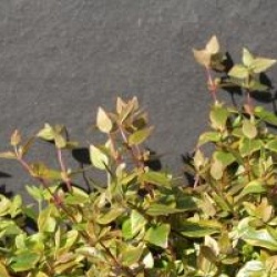 Abelia x grandiflora Mystic Daydream � 'Abelops02'