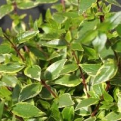 Ab�lia grandiflora Happy Daydream 'cov'