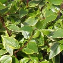 Abelia grandiflora Happy Daydream 'cov'