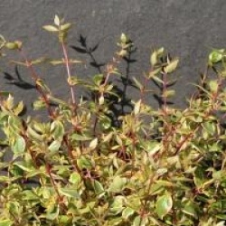 Abelia grandiflora 'Sunshine Daydream' �