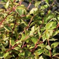 Abelia grandiflora 'Sunshine Daydream' �