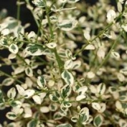 Ceanothus impressus 'Cool Blue'