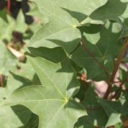 Acer cappadocicum 'Rubrum'