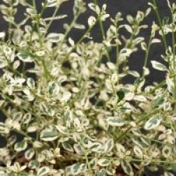 Ceanothus impressus 'Cool Blue'