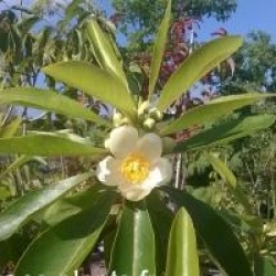 x Gordlinia grandiflora 