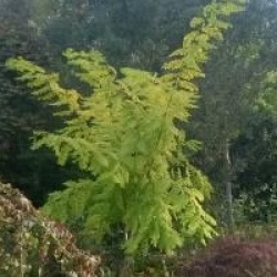 Robinia pseudoacacia 'Frisia'