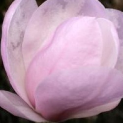 Magnolia denudata Festirose � 'Minfor' - Magnolia Festirose 
