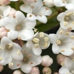 Viburnum tinus - Laurier-tin