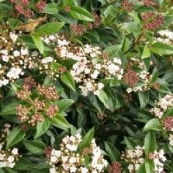 Viburnum tinus