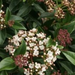 Viburnum tinus