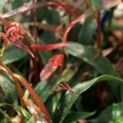 Leucothe keiskei 'Halloween' � - Leucothe Halloween �