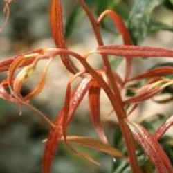 Leucothe keiskei 'Halloween' �