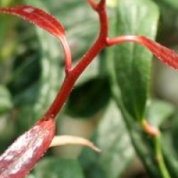 Leucothe keiskei 'Halloween' �