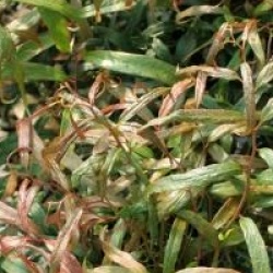 Leucothe keiskei 'Halloween' �