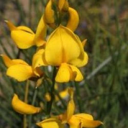 Spartium junceum - Gen�t d'Espagne