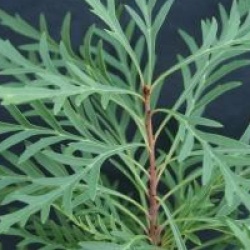 Lomatia tinctoria  - Plante guitare