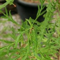 Lomatia tinctoria 