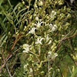 Lomatia silaifolia