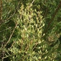 Lomatia silaifolia