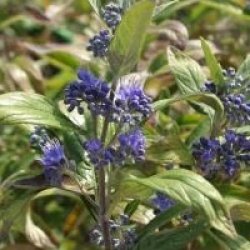 Caryopteris x clandonensis Petit Bleu � 'Mibleu' cov 