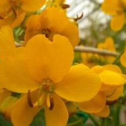 Senna x floribunda 