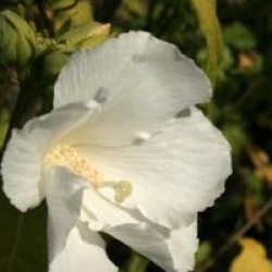 Hibiscus Eleonore