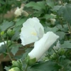 Hibiscus syriacus 'Eleonore' cov 
