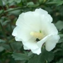 Hibiscus syriacus 'Eleonore' cov 