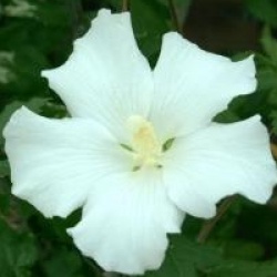 Hibiscus syriacus 'Eleonore' cov 
