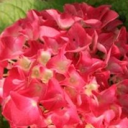 Hydrangea macrophylla 'Eugen Hahn'