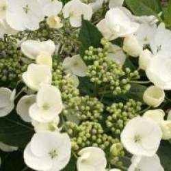 Hydrangea macrophylla Great Star � 'Blanc Bleu' - Hortensia Great Star Blanc Bleu