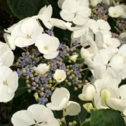 Hydrangea macrophylla Great Star � 'Blanc Bleu'