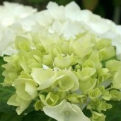 Hydrangea macrophylla 'Immaculata'