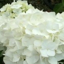 Hydrangea macrophylla 'Immaculata'